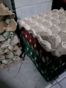 telur bebek mentah fresh langsung dari kandang