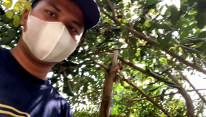 MADU TRIGONA/MADU KLANCENG 300 Gram 100% Asli Murni /Jenis Lebah ITAMA