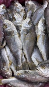 【Ready Stock】Ikan Gelama Masam Besar 250g/500g