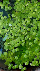 Amazon Frogbit Hiasan Aquarium atau Kolam Ikan || Harga Paket per Plastik isi 10 pcs up