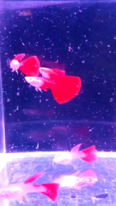 Albino full red ribbon