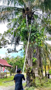 PALM KING KLS PRO LONG Pemangkas Buah Dan Daun Mata Pisau Pruning Knives Holder Baut Dan Klem - Lazada