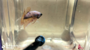 ikan laga betta - hmpk yellow base vanda (male)30/11