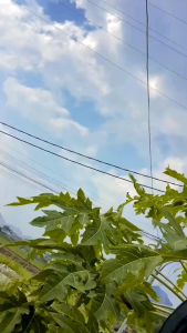 Tas Ransel Karakter Kartun MXS untuk Anak Laki-laki SD & TK