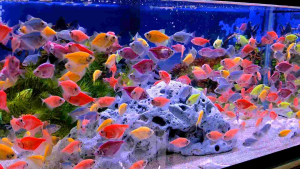 Glofish Tetra [ 6pcs | 12pcs ]