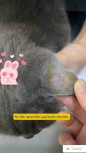 Viên Nhai Eto Modex Vemedim Diệt Ve Ghẻ Nặng Cho Chó Mèo Và Chai Xịt Nấm Ghẻ Thảo Dược Nhanh Lành Da Kích Thích Mọc Lông Nhanh