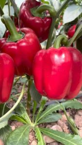 Hạt Giống Ớt Chuông