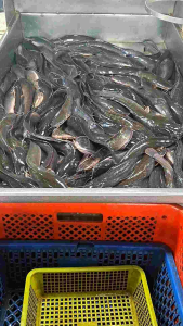 Fresh Hito - 1kg