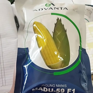 BENIH JAGUNG MANIS ADVANTA MADU - 59 F1 SIMADU