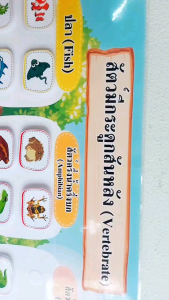 *สื่อการสอน วิชา วิทยาศาสตร์* บอร์ด สัตว์มีกระดูกสันหลัง*สื่อปฐมวัย*สื่อประกอบมือ *สื่อออกแบบเฉพาะ* ขนาด A3A4