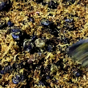 Serundeng Tutut: Pendamping Nasi Gurih yang Nikmat