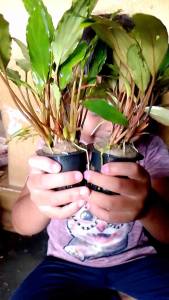 tanaman air aquascape anubias sp media pot tanaman asli bukan tanaman plastik kebutuhan aquarium