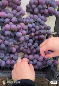 Premium Kyoho Grapes 巨峰葡萄 | Large & Juicy Sweet Grapes | Rich Grape Aroma | 🍇 BIG JUICY & SUPER SWEET
