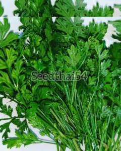 เมล็ดหอมแย้1500-2000เมล็ด กลิ่นหอมเมล็ดแท้🫑