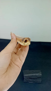 Pipa Sedotan Moncong Marlino Model GG Blimbing F74: Pipa Sedotan Tahan Lama & Berkualitas