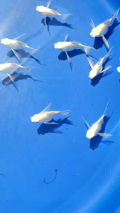 อาหารปลาโปแลนด์ นำเข้าสูตรสำหรับปลาบอลลูนเร่งสีเร่งโตตรงปกสวยงามอล่างฉ่าง