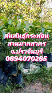 ต้นกระท้อนอีล่า ขนาด 80 ชิ้น ประกอบด้วยต้นสมบูรณ์แข็งแรง สายซีพันธ์ 2-3 ปี รับประกันสายพันธุ์ ใช้เวลา 2-3 ปี สำหรับกระท้อนที่มีลูกค่ะ จังหวัดปราจีนบูรี ราคาได้ 0894070285