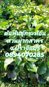 ต้นกระท้อนปุยฝ้ายขนาด 80 เซนติเมตร ต้นสมบูรณ์แข็งแรงพร้อมปลูก ใช้เวลา 1 ถึง 2 ปีมีลูกแล้วค่ะ รับประกันสายพันธุ์แท้ทุกต้น 089-4070285 จังหวัดปราจีนบุรีค่ะ
