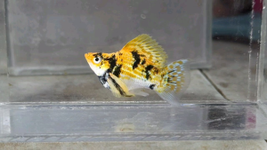 Trico Red Head Balloon Molly Fish(Male) 红头短身气球茉莉鱼(公)❗️(Not random fish)❗️Fish same as order❗️40