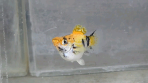 Red Head Balloon Molly Fish(Female) 红头短身气球茉莉鱼(母)❗️(Not random fish)❗️Fish same as order❗️40