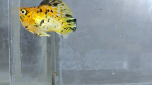 Pikachu Balloon Molly Fish(Male) 短身气球茉莉鱼(公)❗️(Not random fish)❗️Fish same as order❗️40