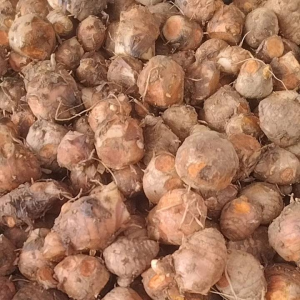 Serbuk Induk Kunyit Kunir untuk asam lambung / empu kunyit murni tanpa bahan campuran per 50 gram