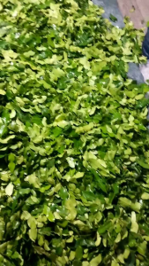 Daun Jeruk Purut Tabur 250g: Manfaat & Penggunaan