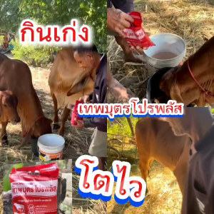 เทพบุตรโปรพลัส2กก.+แลกติคพลัส500กรัม