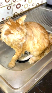 HANDUK KUCING 30 X 60 CM MICROFIBER TOWEL