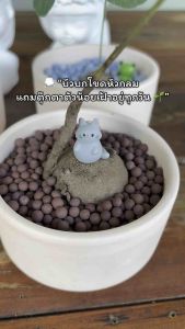 ต้นบัวบกโขดหัวกลมพร้อมกระถางมินิมอล (3.5 นิ้ว) 🌱 แถมตุ๊กตาน่ารักฟรี! ของแต่งโต๊ะสุดฮิต 💕