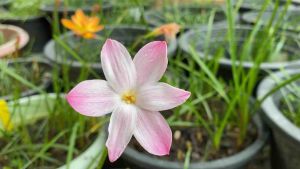 014.หัวดอกบัวดิน Pinky Check หัวละ 10 บาท ดอกหอม