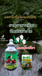 ปุ๋ยน้ำฉีดพ่นทางใบธาตุอาหารพืช แมกนีเซียม9.55%แถมปุ๋ยเขียว1กิโล ช่วยการเข้าสี สีสด สีสวย ขวด1ลิตร