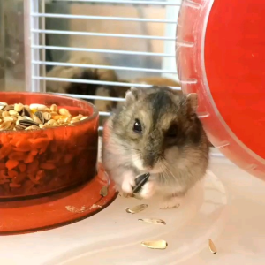PAKAN HAMSTER KEMASAN 100 GR FULL BIJI BIJIAN SEEDMIX RACIK TANPA PELLET