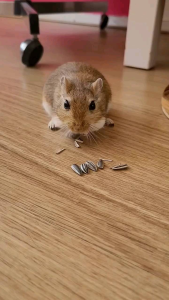 KUACI KEMASAN 100 GR - KWACI PAKAN HAMSTER & BURUNG