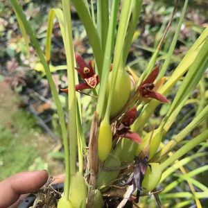 กล้วยไม้ MAXIRALIA TENUI FOLIA ดอกสวยกลิ่นมะพร้าว