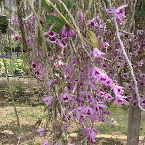 กล้วยไม้เอื้องสายเนสเตอร์ (Dendrobium Nestor)