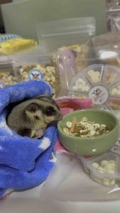 อาหารชูการ์ไกลเดอร์ ชุดทดลอง 50 g. มี 2 สูตร กระรอก แฮมเตอร์ ดอเม้าส์ กระต่าย สัตว์ฟันแทะ