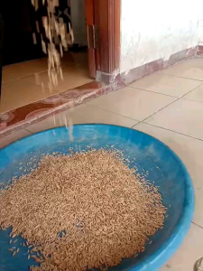 BENIH PADI SATRIA 09(1kg)