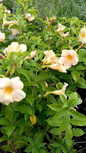 บานบุรีสีครีม กระถาง 11 นิ้ว ต้นสวยและแข็งแรง (กทม)