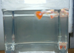 Clearance Stock Male Only_Guppy Albino Sky Red Fish (4 fish) Rm15