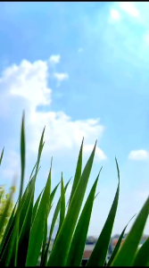 OVERALL MODE DIAH TERBARU BY NINOS