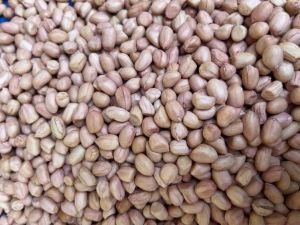 เมล็ดถั่วลิสงพันธุ์ขอนแก่น 6 เมล็ดสําหรับทําพันธุ์แบบแกะเปลือกแล้วขนาด 1 กิโลกรัมราคา 150 บาท