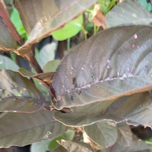 Bibit Tanaman Buah Jambu Biji Ungu Australia Okulasi