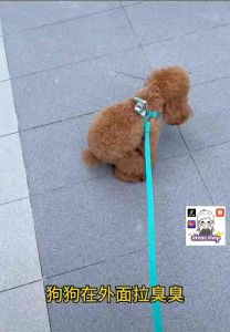 [Ready Stock] 120pcs Oxo-biodegradable Pet Poop Poo Bags / Poo Bags Dispenser For Dogs or Cats Extra Strong