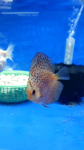 Leopard Snakeskin Discus/Ornamental fish/Freshwater/Readystock