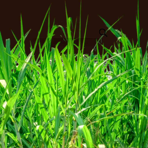 pembasmi rumput liar || mematikan rumput liar ( 1 liter ) gulma/ilalang garansi 100% ampuh /toko BARU