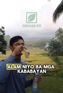 Live Tanglad / Lemongrass Plant