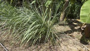 ต้นกล้า ตะไคร้หอมไล่ยุง มีไว้ติดบ้าน ปลูกง่ายโตไว ตะไคร้หอมกันยุง (0.5 กก 1.0 ก.ก ) พร้อมส่ง