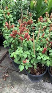 ต้นคีรีบูน แดง ต้นแดงคีรีบูน ดอกแดง คีรีบูน ต้นคีรีบูน ดอกแดง