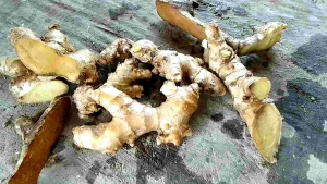 Lempuyang Fresh/Puyang Segar 1 kg Obat Mengontrol Gula Darah Lempuyang Segar Langsung Petik Alami